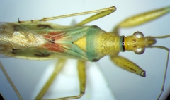 Nabis pallidus