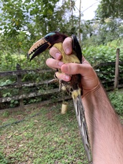 Pteroglossus inscriptus