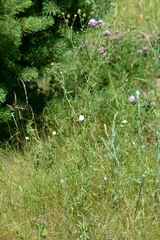 Centaurea pseudomaculosa