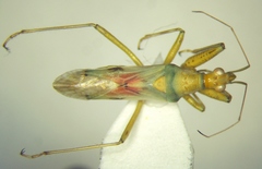 Nabis pallidus