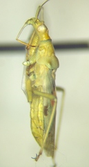 Nabis pallidus