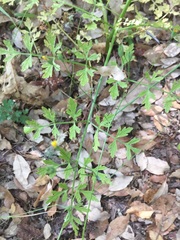 Bunium bulbocastanum