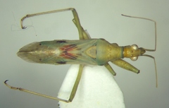 Nabis pallidus