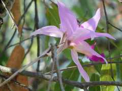 Laelia anceps