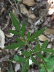 Bunium bulbocastanum