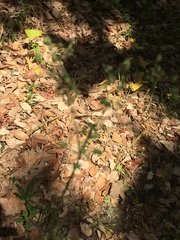 Bunium bulbocastanum