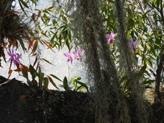 Laelia anceps