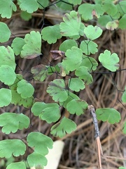 Adiantum raddianum