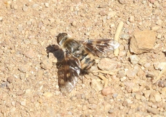 Thyridanthrax nugator