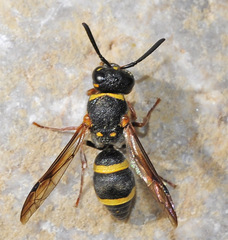 Antepipona cabrerai