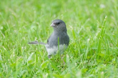 Junco hyemalis carolinensis
