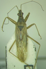 Nabis pseudoferus