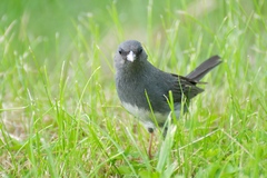 Junco hyemalis carolinensis