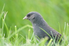 Junco hyemalis carolinensis