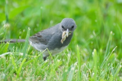 Junco hyemalis carolinensis
