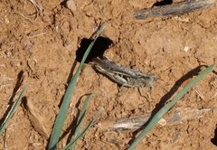 Chorthippus brunneus