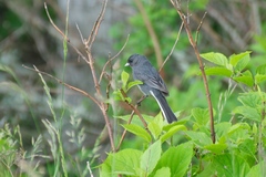 Junco hyemalis carolinensis