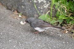 Junco hyemalis carolinensis