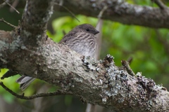 Junco hyemalis carolinensis
