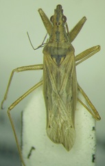 Nabis pseudoferus