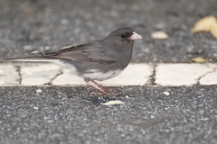 Junco hyemalis carolinensis