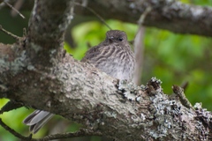 Junco hyemalis carolinensis