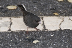 Junco hyemalis carolinensis