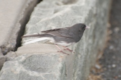 Junco hyemalis carolinensis