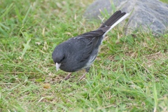 Junco hyemalis carolinensis