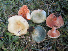 Lactarius semisanguifluus