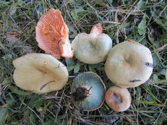 Lactarius semisanguifluus