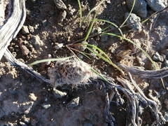 Anacampseros filamentosa