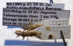 Nabis pseudoferus