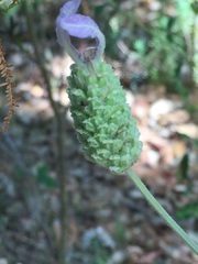 Lavandula
