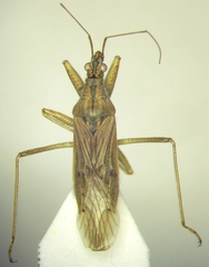 Nabis pseudoferus