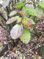 Viburnum ellipticum