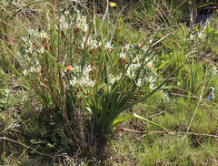 Albuca longifolia