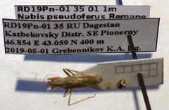 Nabis pseudoferus