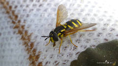 Chrysotoxum elegans