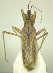 Nabis pseudoferus
