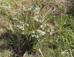 Albuca longifolia
