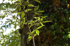 Pseudopanax macintyrei