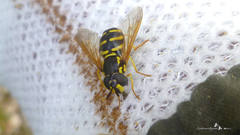 Chrysotoxum elegans
