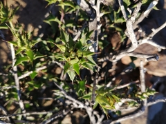 Berkheya spinosa