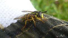 Chrysotoxum elegans