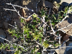 Berkheya spinosa