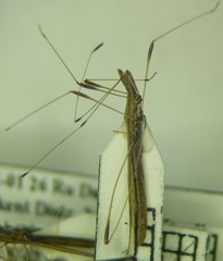 Neides tipularius