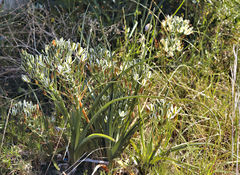 Albuca longifolia