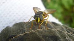 Chrysotoxum elegans