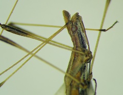 Neides tipularius